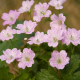 Geranium versicolor Здравец Версиколор