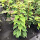 Actinidia deliciosa Hayward female-Киви женско