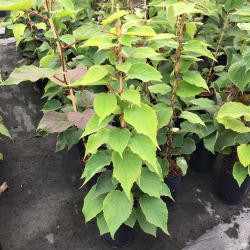 Actinidia deliciosa Hayward female-Киви женско