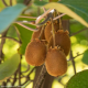 Actinidia deliciosa Hayward female-Киви женско