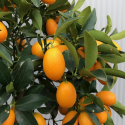 Citrus Kumquat Fortunella Кумкуат