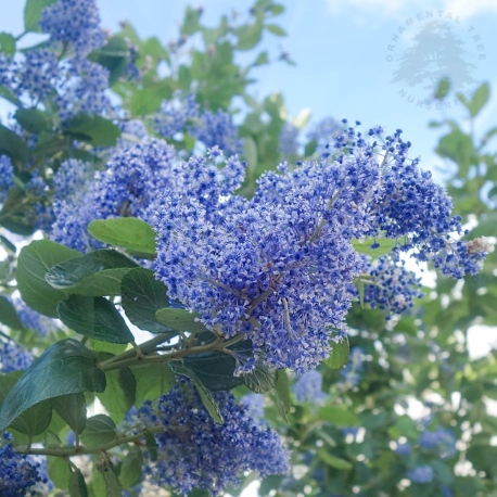 Ceanothus Henri defosse Цеанотус Анри дефос