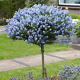 Ceanothus Henri defosse Цеанотус Анри дефос