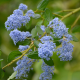 Ceanothus Henri defosse Цеанотус Анри дефос