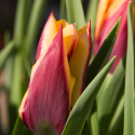 Tulip Gavota Лале Гавота