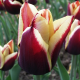 Tulip Gavota Лале Гавота