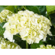  Hydrangea'Soeur Therese'-Хидрангеа сестра Тереза