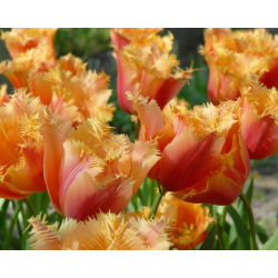 Tulip Lambada(Лале Ламбада)