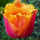 Tulip Lambada(Лале Ламбада)