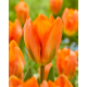 Tulip Orange briliant Лале Блестящо оранжево