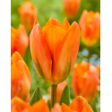 Tulip Orange briliant Лале Блестящо оранжево