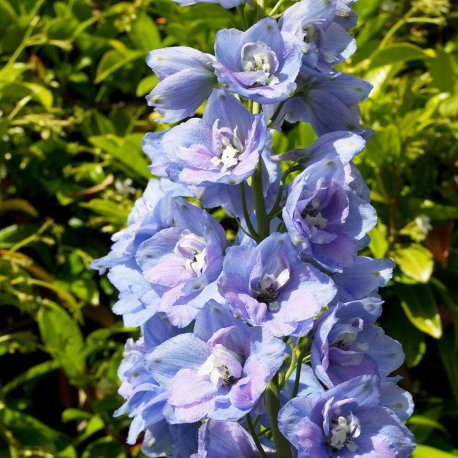 Delphinium fountain blue sky Делфиниум Синьо небе