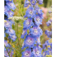 Delphinium fountain blue sky Делфиниум Синьо небе