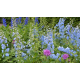 Delphinium fountain blue sky Делфиниум Синьо небе