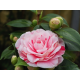 Camellia japonica 'Bonomiana'-Камелия