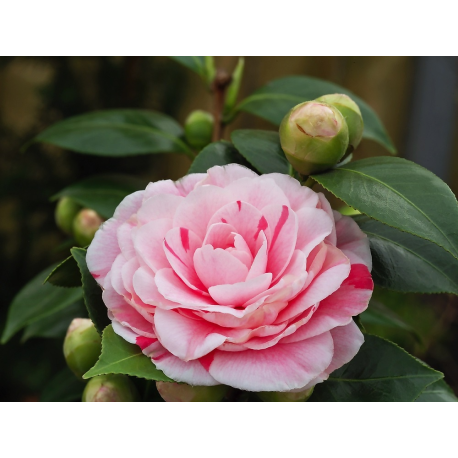 Camellia japonica 'Bonomiana'-Камелия