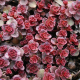 Sedum Spurium Voodoo Седум Вуду шпора