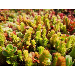 Sedum sexangulare Седум шестоъгълен