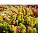 Sedum sexangulare Седум шестоъгълен