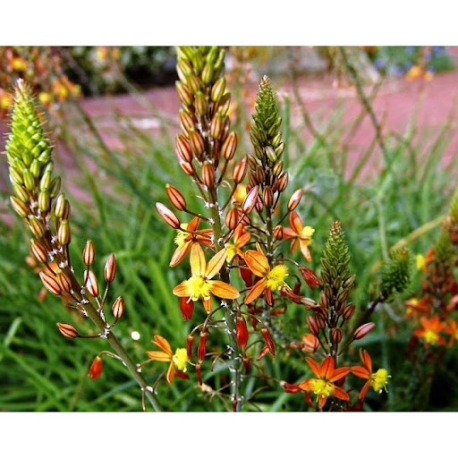 Bulbine Avera Sunset Orange Бълбина Оранжев залез