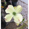 Cornus Florida-Корнус Флорида