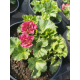 Geum 'Bohema Pink'Геум бохемско розово