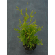 КАТ.№ 101070 Thuja occ. 'Brabant' 20/30