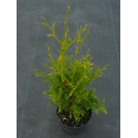 Туя Thuja occ. 'Brabant' 20/30