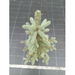  Abies concolor-Бяла Ела