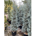 Cupressus Arizonica fastigiata (Аризонски кипарис)