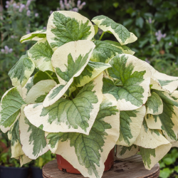  Brunnera 'Variegata'-Брунера Вариегата