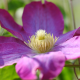 Clematis 'Kakio Pink Champagne'-Клематис Розово шампанско 