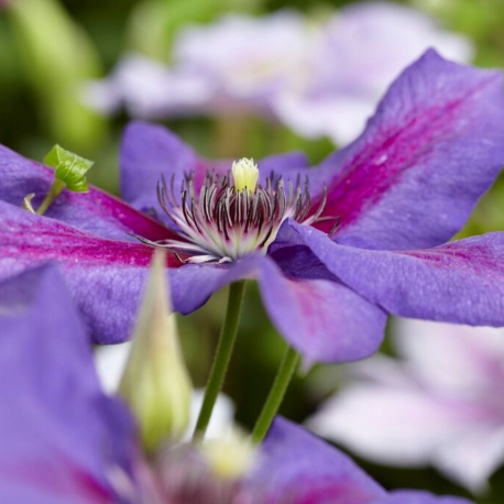 Clematis 'Mrs. N. Thompson' (Клематис Мистър Томпсън) 