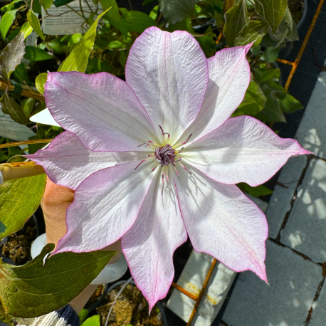 Clematis 'Omoshiro'-Клематис Омоширо