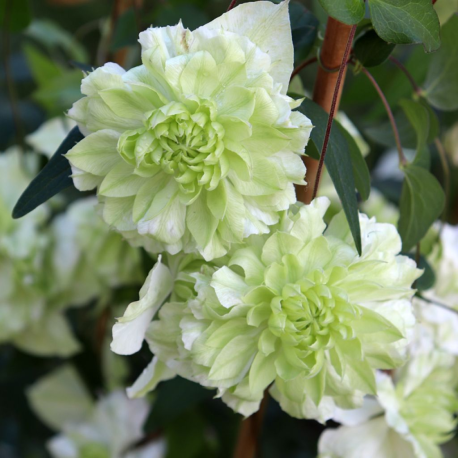 Clematis ‘Alba Plena’-Клематис Алба Плена