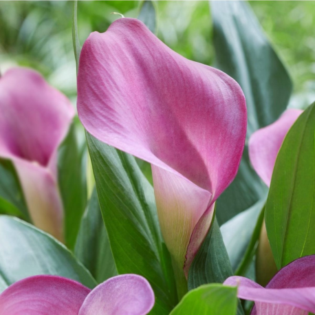 Калия 'Грейп Велвет'Zantedeschia 'Grape Velvet