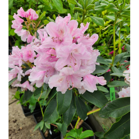 Рододендрон 'Розова Дама Rododendron Pink Lady