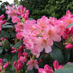 Рододендрон 'Вино и Рози' Rododendron 'Wine and Roses'