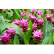 Curcuma Pink Куркума розова