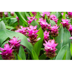 Curcuma Pink Куркума розова