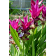 Curcuma Pink Куркума розова