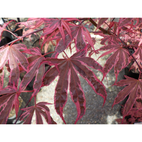 Acer Shirazz Variegated Ацер пъстролистен Шираз