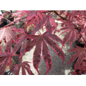 Acer Shirazz Variegated Ацер пъстролистен Шираз