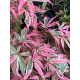 Acer Shirazz Variegated Ацер пъстролистен Шираз