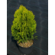 КАТ.№ 101151 Thuja or. 'Aurea Nana' 60/80