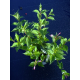 КАТ.№ 101207 Weigela florida 'Pink Princess' 70/80 