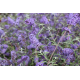 Buddleja dav. 'Nanho Blue'летен люляк