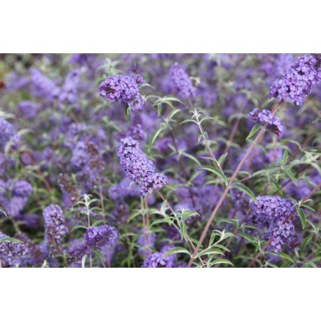 Buddleja dav. 'Nanho Blue'летен люляк