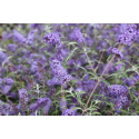  Buddleja dav. 'Nanho Blue'летен люляк