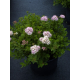 КАТ.№ 101036 Spiraea japonica 'Little Princess' 20/30